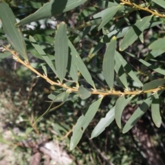 Acacia longifolia subsp. sophorae (Coast Wattle) at Bermagui, NSW - 30 Mar 2012 by robndane