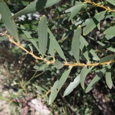 Acacia longifolia subsp. sophorae (Coast Wattle) at Bermagui, NSW - 30 Mar 2012 by robndane