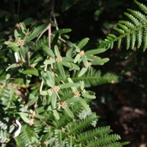 Phebalium squamulosum subsp. argenteum at Bermagui, NSW - suppressed