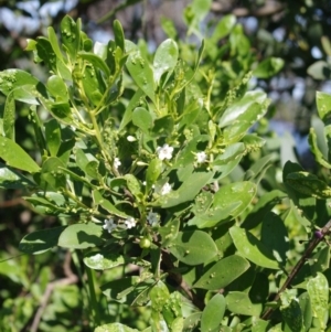 Myoporum boninense subsp. australe at Bermagui, NSW - 31 Mar 2012