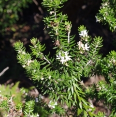 Westringia fruticosa (Native Rosemary) at Bermagui, NSW - 31 Mar 2012 by robndane