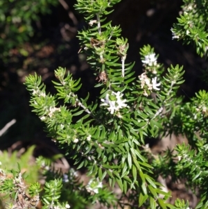 Westringia fruticosa at Bermagui, NSW - 31 Mar 2012