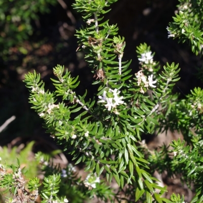 Westringia fruticosa (Native Rosemary) at Bermagui, NSW - 30 Mar 2012 by robndane