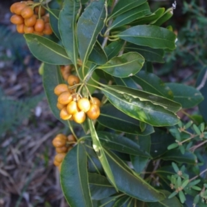 Pittosporum undulatum at Bermagui, NSW - 31 Mar 2012