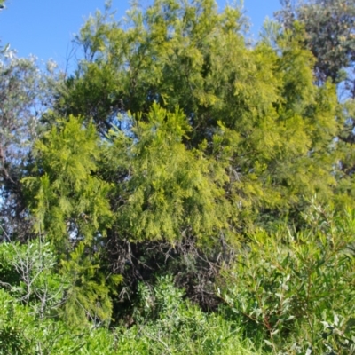 Exocarpos cupressiformis (Cherry Ballart) at Bermagui, NSW - 30 Mar 2012 by robndane