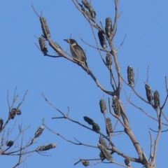 Cracticus torquatus (Grey Butcherbird) at Bermagui, NSW - 30 Mar 2012 by robndane