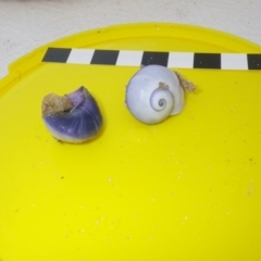 Janthina janthina (Violet Sea Snail) at Bermagui, NSW - 30 Mar 2012 by timbarra