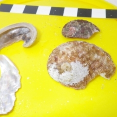 Haliotis rubra (Warty Ear Shell) at Bermagui, NSW - 31 Mar 2012 by timbarra