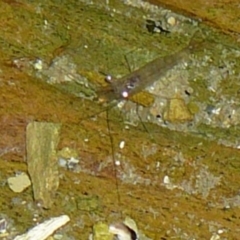 Palaemon dolospinus (Estuary shrimp) at Wallaga Lake, NSW - 30 Mar 2012 by MichaelMcMaster