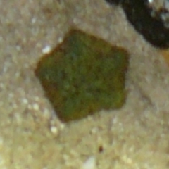 Parvulastra exigua (Rock pool seastar) at Wallaga Lake, NSW - 29 Mar 2012 by MichaelMcMaster