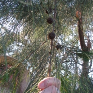 Allocasuarina littoralis at Bermagui, NSW - 31 Mar 2012 12:00 AM