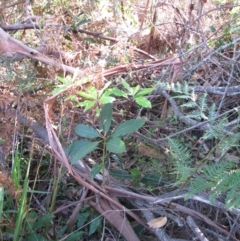 Imperata cylindrica (Blady Grass) at Bermagui, NSW - 31 Mar 2012 by GlendaWood