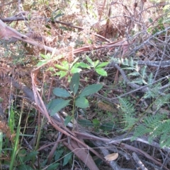 Imperata cylindrica (Blady Grass) at Bermagui, NSW - 30 Mar 2012 by GlendaWood