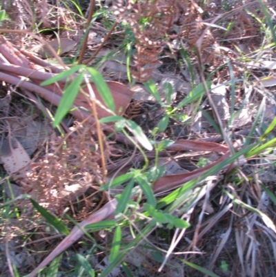 Glycine clandestina (Twining Glycine) at Bermagui, NSW - 31 Mar 2012 by GlendaWood