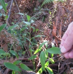 Eustrephus latifolius (Wombat Berry) at Bermagui, NSW - 30 Mar 2012 by GlendaWood