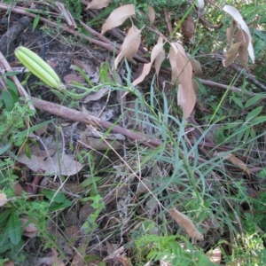 Lilium formosanum at Bermagui, NSW - 31 Mar 2012