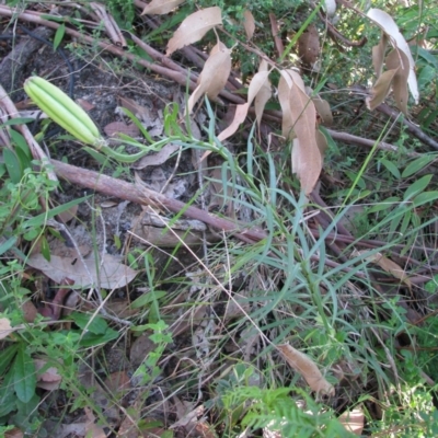 Lilium formosanum (Taiwan Lily, Tiger Lily) at Bermagui, NSW - 31 Mar 2012 by GlendaWood