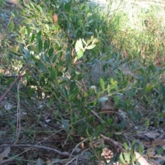 Acacia myrtifolia (Myrtle Wattle) at Bermagui, NSW - 30 Mar 2012 by GlendaWood