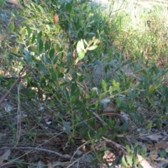 Acacia myrtifolia (Myrtle Wattle) at Bermagui, NSW - 31 Mar 2012 by GlendaWood