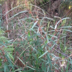 Lasiopetalum ferrugineum var. ferrugineum (Rusty Velvet-bush) at Bermagui, NSW - 30 Mar 2012 by GlendaWood