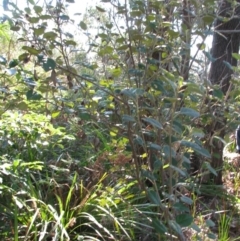 Olearia tomentosa (Toothed Daisy Bush) at Bermagui, NSW - 30 Mar 2012 by robndane