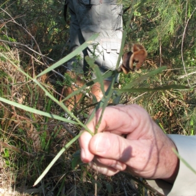Acacia suaveolens (Sweet Wattle) at Bermagui, NSW - 30 Mar 2012 by GlendaWood
