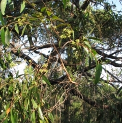 Eucalyptus rubida subsp. rubida (Candlebark) at Bermagui, NSW - 31 Mar 2012 by GlendaWood