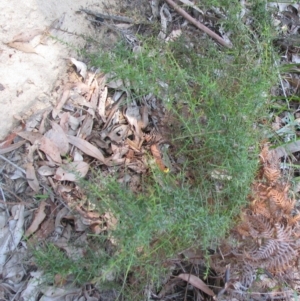 Daviesia ulicifolia subsp. ulicifolia at Bermagui, NSW - 31 Mar 2012 12:00 AM