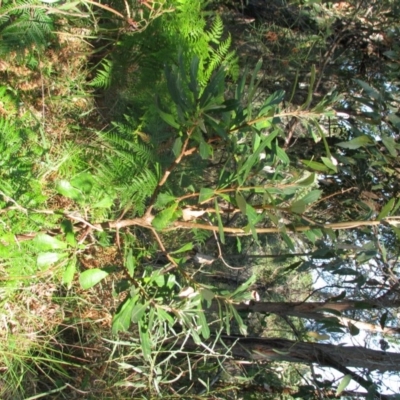 Banksia integrifolia subsp. integrifolia (Coast Banksia) at Bermagui, NSW - 31 Mar 2012 by GlendaWood