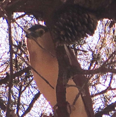 Nycticorax caledonicus (Nankeen Night-Heron) at Wapengo, NSW - 31 Oct 2013 by robndane