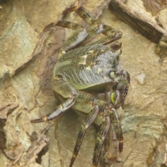 Leptograpsus variegatus (Purple Rock Crab) at Bermagui, NSW - 6 Nov 2013 by robndane