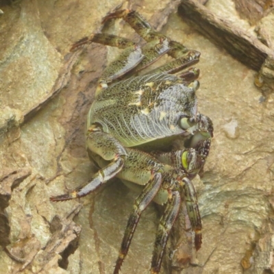 Leptograpsus variegatus (Purple Rock Crab) at The Blue Pool, Bermagui - 7 Nov 2013 by robndane