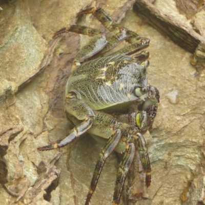 Leptograpsus variegatus (Purple Rock Crab) at Bermagui, NSW - 6 Nov 2013 by robndane