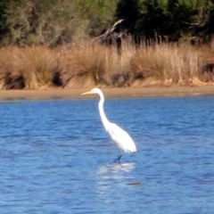 Ardea alba (Great Egret) at Eden, NSW - 27 Nov 2013 by ScottProctor