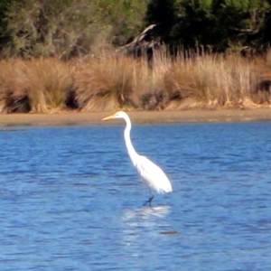 Ardea alba at Lake Curalo - 27 Nov 2013