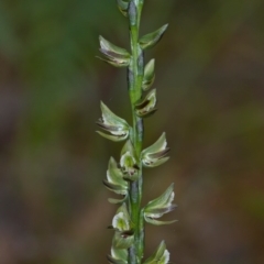 Prasophyllum elatum (Tall Leek Orchid) at Bournda, NSW - 12 Oct 2012 by robndane