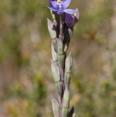 Thelymitra nuda (Scented Sun Orchid) at Bournda, NSW - 14 Oct 2012 by robndane