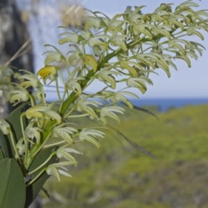 Thelychiton speciosa at Bournda, NSW - 12 Feb 2012