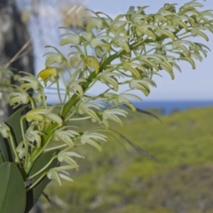 Dendrobium speciosum (Rock Lily) at Bournda, NSW - 11 Feb 2012 by robndane