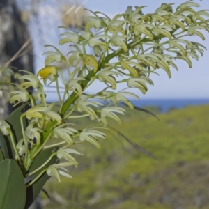 Dendrobium speciosum at Bournda, NSW - 12 Feb 2012
