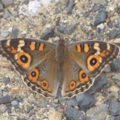 Junonia villida (Meadow Argus) at Bermagui, NSW - 18 Dec 2013 by robndane