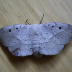 Anthela repleta at Bermagui, NSW - 16 Sep 2005 by robndane