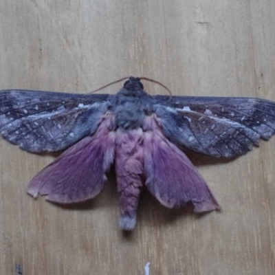 Oxycanus dirempta (Variable Oxycanus) at Bodalla, NSW - 1 Jun 2012 by robndane