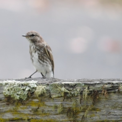 Microeca fascinans (Jacky Winter) at Brogo, NSW - 17 Dec 2013 by kelpie