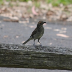 Colluricincla harmonica (Grey Shrikethrush) at Brogo, NSW - 17 Dec 2013 by kelpie