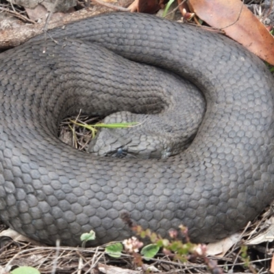 Acanthophis antarcticus (Common Death Adder) at Bournda National Park - 22 Dec 2012 by HarrisonWarne