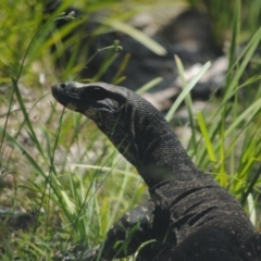 Varanus varius (Lace Monitor) at Cobargo, NSW - 10 Dec 2013 by kelpie