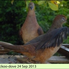 Macropygia phasianella (Brown Cuckoo-dove) at Merimbula, NSW - 24 Sep 2013 by HeatherMeek