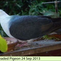 Columba leucomela (White-headed Pigeon) at Merimbula, NSW - 24 Sep 2013 by HeatherMeek