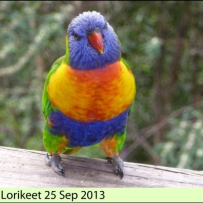 Trichoglossus moluccanus (Rainbow Lorikeet) at Merimbula, NSW - 24 Sep 2013 by HeatherMeek